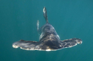 Smooth Hammerhead Shark (Sphyrna zygaena) Smooth Hammerhead Shark (Sphyrna zygaena)