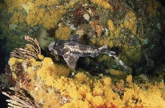 Draughtboard Shark (Cephaloscyllium laticeps) Draughtboard Shark (Cephaloscyllium laticeps)