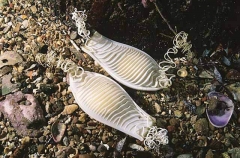 Draughtboard Shark (Cephaloscyllium laticeps)