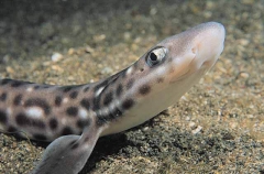 Coral Catshark (Atelomycterus marmoratus)