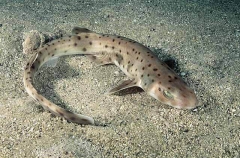 Orange Spotted Catshark (Asymbolus rubiginosus) Orange Spotted Catshark (Asymbolus rubiginosus)