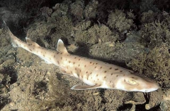 Orange Spotted Catshark (Asymbolus rubiginosus)