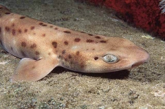 Grey Spotted Catshark (Asymbolus analis)