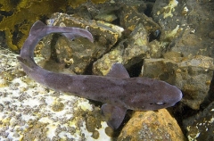 Grey Spotted Catshark (Asymbolus analis) Grey Spotted Catshark (Asymbolus analis)