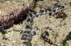 Gulf Catshark (Asymbolus vincenti)