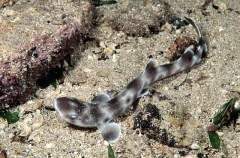 Gulf Catshark (Asymbolus vincenti)