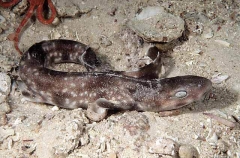Gulf Catshark (Asymbolus vincenti)