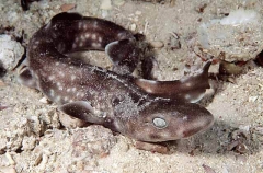 Gulf Catshark (Asymbolus vincenti)
