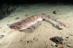 Whitefin Catshark (Cephaloscyllium albipinnum)