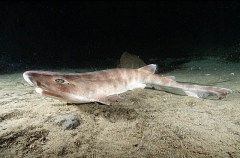 Whitefin Catshark (Cephaloscyllium albipinnum)