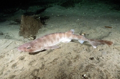 Whitefin Catshark (Cephaloscyllium albipinnum)
