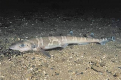 Sawtail Shark (Galeus boardmani)