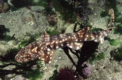Dark Shyshark (Haploblepharus pictus) Dark Shyshark (Haploblepharus pictus)