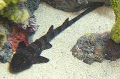 Dark Shyshark (Haploblepharus pictus)