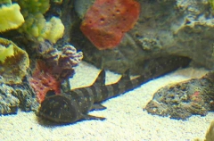 Dark Shyshark (Haploblepharus pictus)