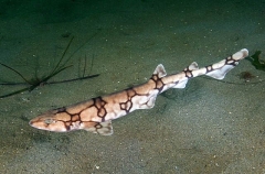 Chain Catshark (Scyliorhinus retifer) Chain Catshark (Scyliorhinus retifer)