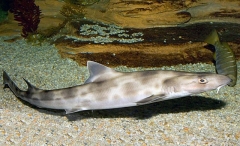 Whiskery Shark (Furgaleus macki)