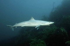 School Shark (Galeorhinus galeus) School Shark (Galeorhinus galeus)
