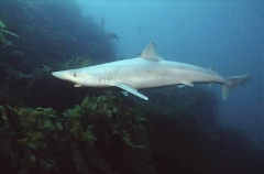School Shark (Galeorhinus galeus)