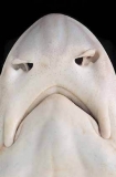 Gummy Shark (Mustelus antarcticus)