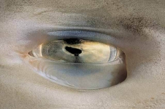 Eye detail of Gummy Shark (Mustelus antarcticus) Eye detail of Gummy Shark (Mustelus antarcticus)