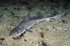 Gummy Shark (Mustelus antarcticus)