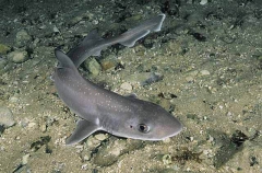 Gummy Shark (Mustelus antarcticus)