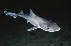 Gummy Shark (Mustelus antarcticus)