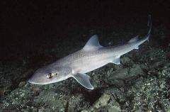 Gummy Shark (Mustelus antarcticus)