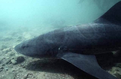 Leopard Shark (Triakis semifasciata) Leopard Shark (Triakis semifasciata)