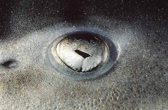 Leopard Shark (Triakis semifasciata)