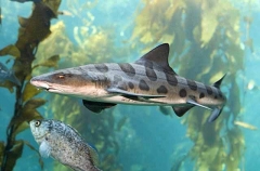 Leopard Shark (Triakis semifasciata)