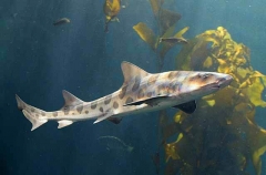 Leopard Shark (Triakis semifasciata)