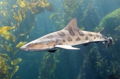 Leopard Shark (Triakis semifasciata)