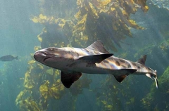 Leopard Shark (Triakis semifasciata)