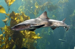 Leopard Shark (Triakis semifasciata)