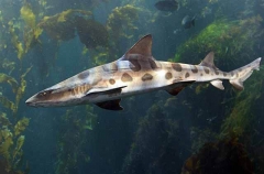 Leopard Shark (Triakis semifasciata)