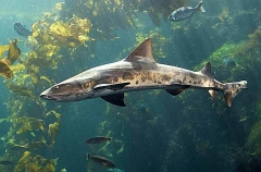 Leopard Shark (Triakis semifasciata)