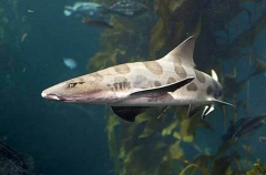 Leopard Shark (Triakis semifasciata)
