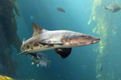 Leopard Shark (Triakis semifasciata)