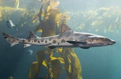 Leopard Shark (Triakis semifasciata)
