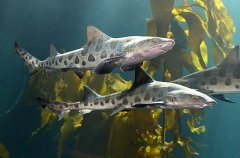 Leopard Sharks (Triakis semifasciata)
