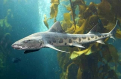 Leopard Shark (Triakis semifasciata) Leopard Shark (Triakis semifasciata)