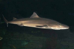 Grey Smoothhound Shark (Mustelus californicus) Grey Smoothhound Shark (Mustelus californicus)