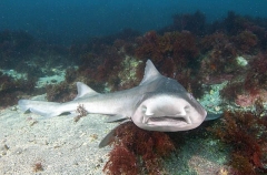Banded Houndshark (Triakis scyllium) Banded Houndshark (Triakis scyllium)