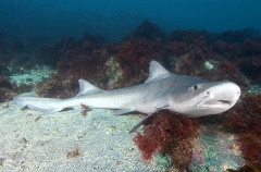 Banded Houndshark (Triakis scyllium) Banded Houndshark (Triakis scyllium)