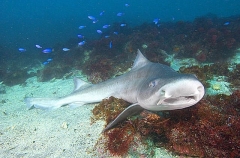 Banded Houndshark (Triakis scyllium) Banded Houndshark (Triakis scyllium)