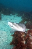 Banded Houndshark (Triakis scyllium) Banded Houndshark (Triakis scyllium)