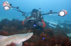 Banded Houndshark (Triakis scyllium) Banded Houndshark (Triakis scyllium)