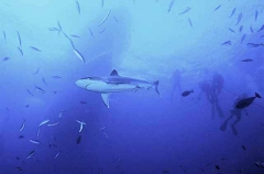 Silvertip Shark (Carcharhinus albimarginatus) Silvertip Shark (Carcharhinus albimarginatus)
